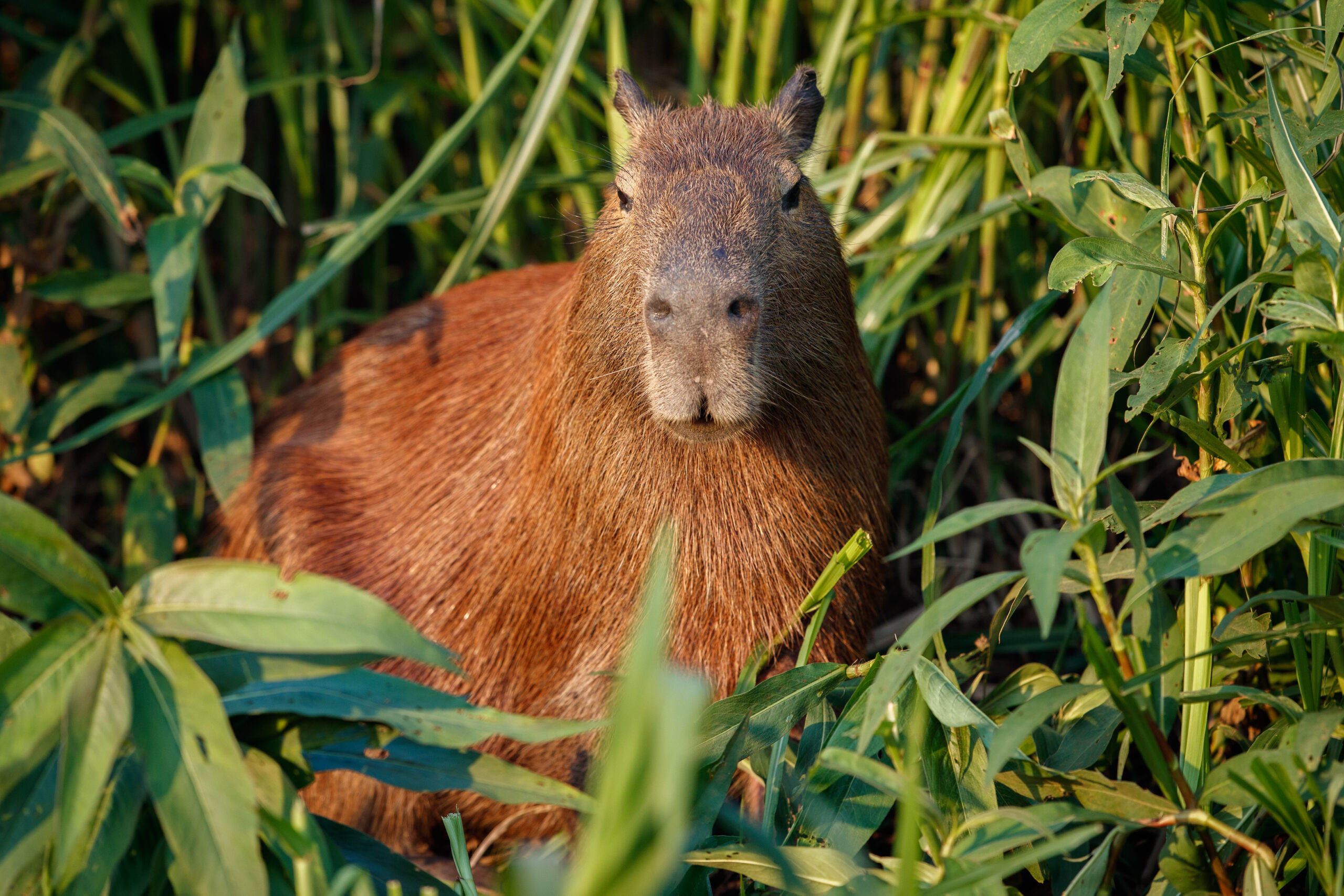 
capybara-nature-habitat-northern-pantanal-scaled